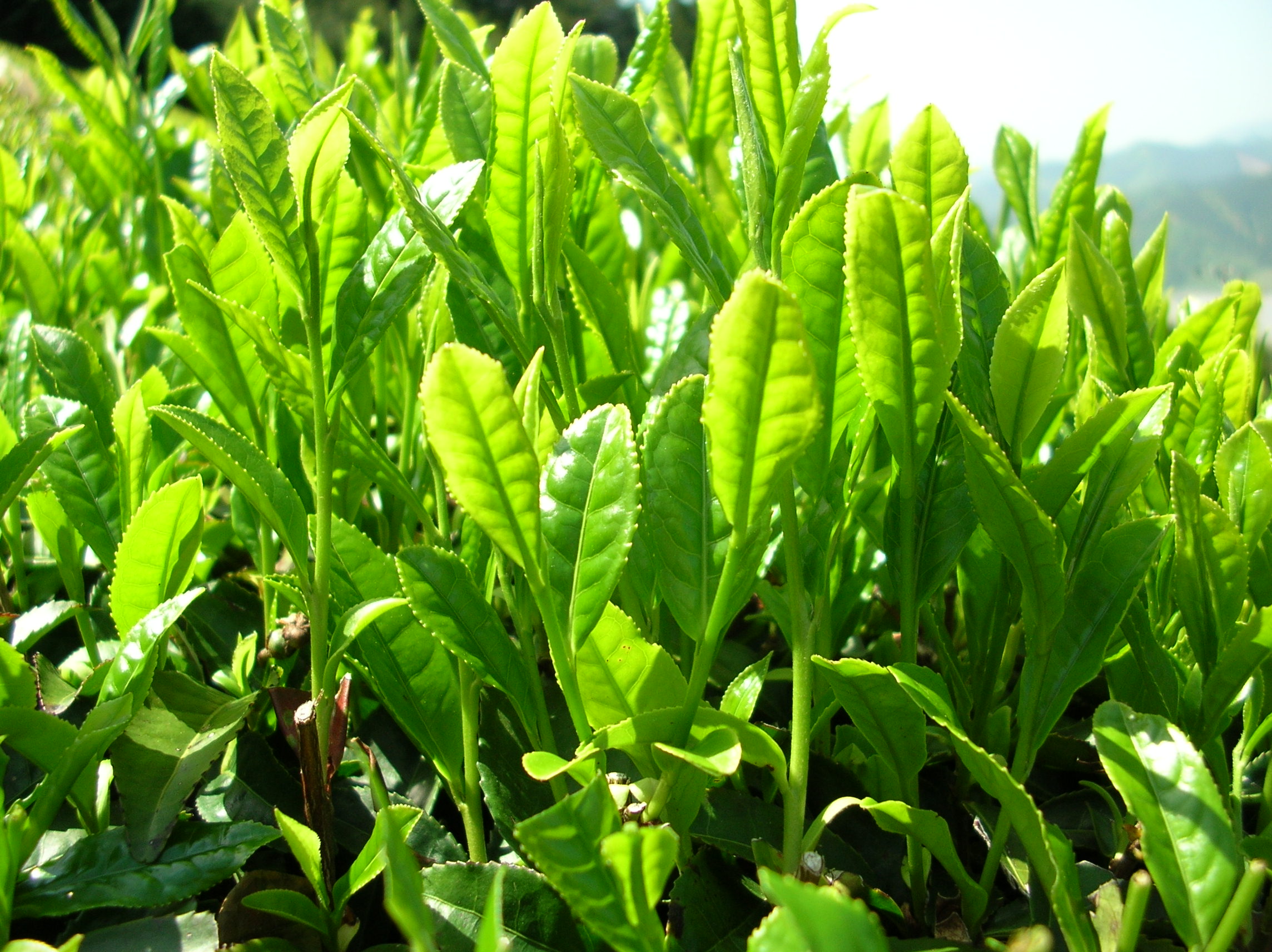 Foglie e germogli di tè verde (Wikipedia)