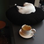 Bere un tè al Cat Café di Milano