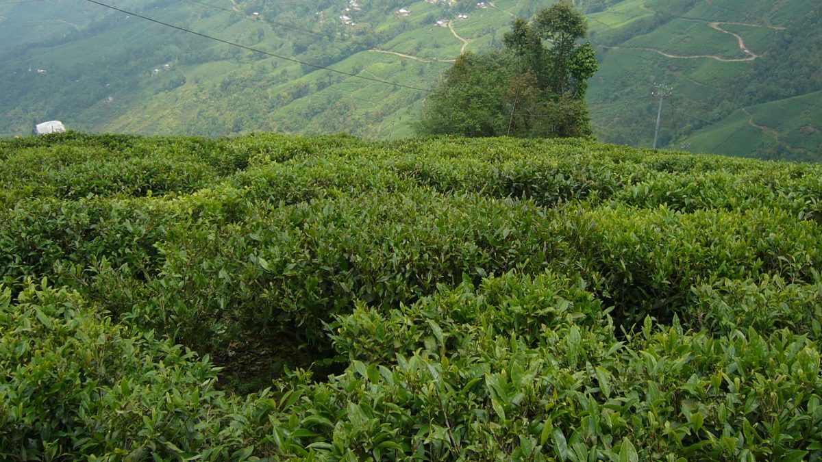 Alla scoperta del tè del Darjeeling con un esperto