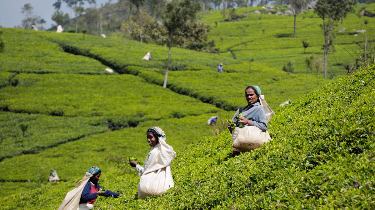 Il lavoro nelle piantagioni di tè