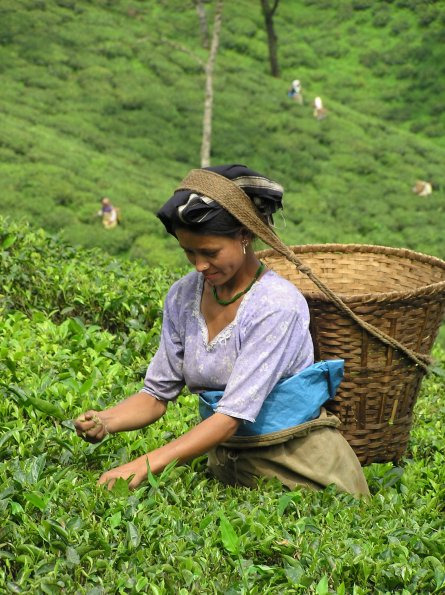 I lavoratori delle piantagioni di tè
