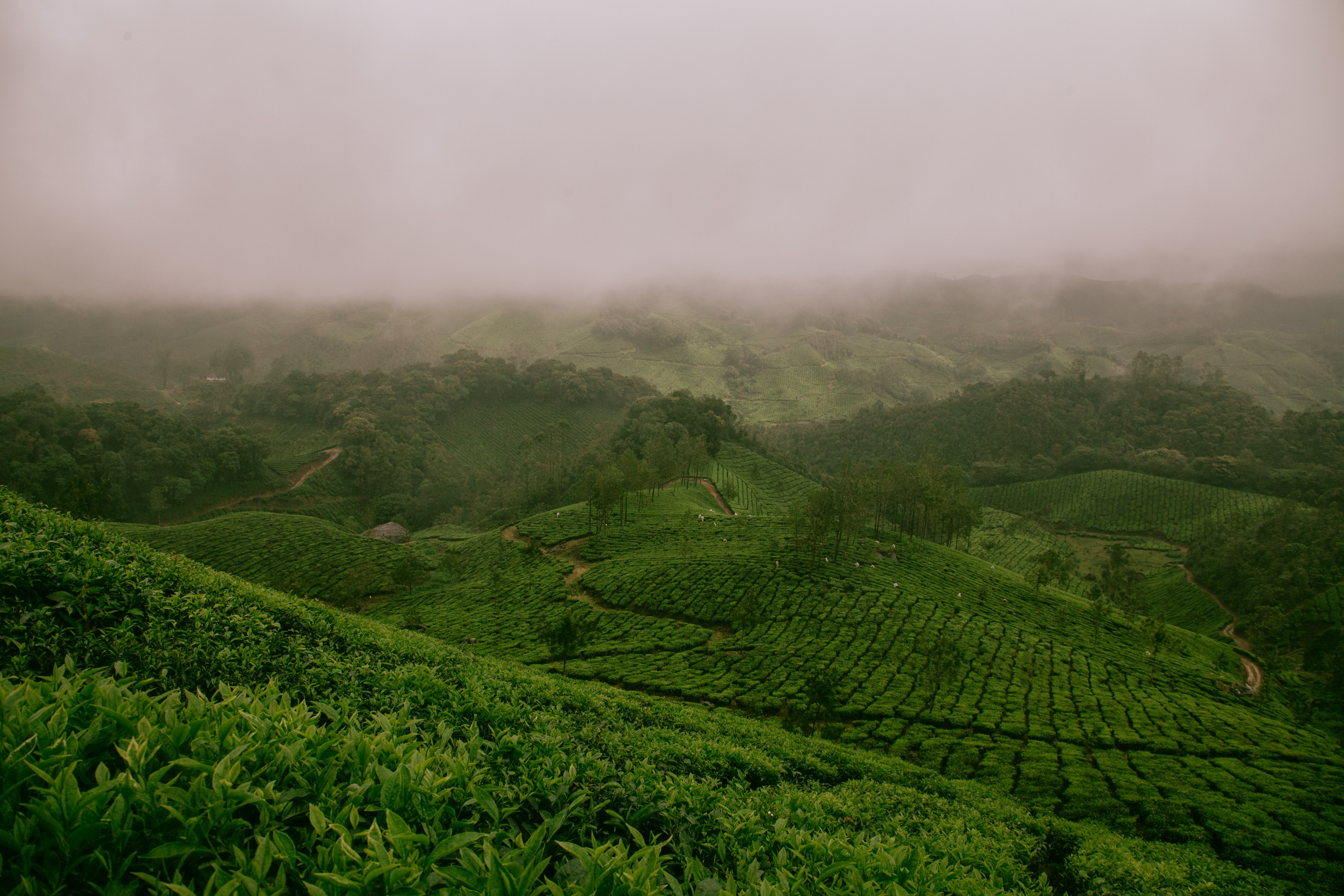 Tè verde: una guida pratica ai benefici e ai segreti del tè verde