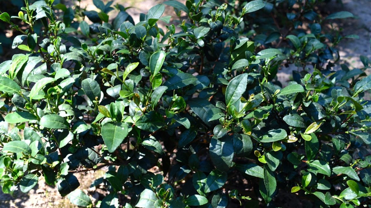 Visita alla piantagione di tè in California: Golden Feather Tea