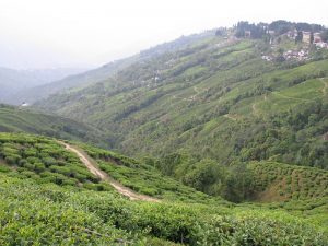 Barbara Vola propone un viaggio in Assam e Darjeeling tra le piantagioni di tè