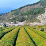 Marina Catuogno de La Pentola del Tè organizza un viaggio in Giappone