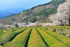 Marina Catuogno de La Pentola del Tè organizza un viaggio in Giappone