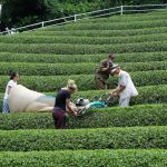 Due settimane all'insegna del tè giapponese con Kyoto Obubu Tea Farms