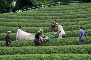 Due settimane all'insegna del tè giapponese con Kyoto Obubu Tea Farms