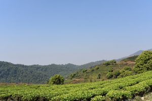 Tea&Tao organizza un viaggio in Cina alla scoperta del puer
