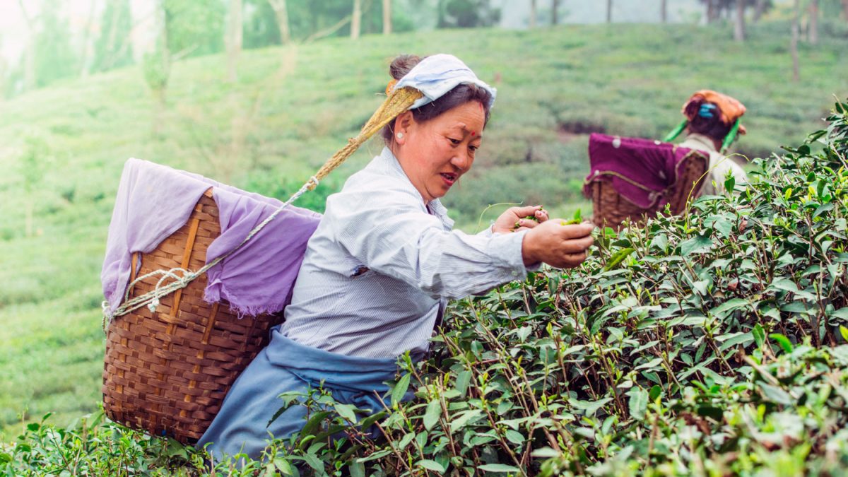 La giornata internazionale del tè è dedicata ai diritti dei lavoratori