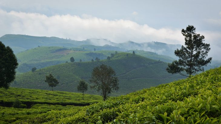 TUtto sulla pianta e la produzione del tè